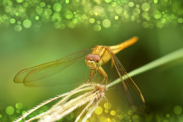 Yellow dragonfly on grass