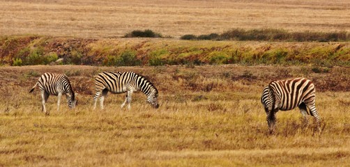 Fototapeta na wymiar Close up of Zebras grazing on dry meadow