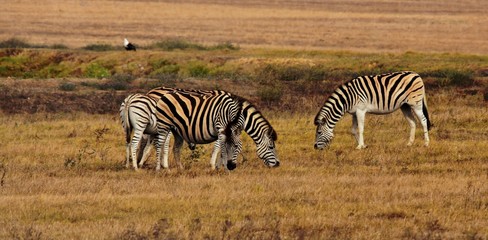 Obraz na płótnie Canvas Close up of Zebras grazing on dry meadow