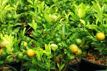 asian orange tree in tree market