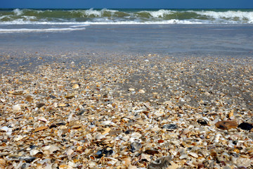Sea shells on sand. Summer beach background.