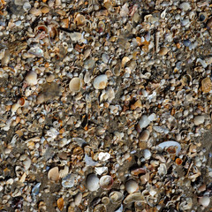 Sea shells on sand. Summer beach background.