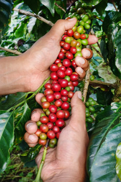 Close up of red berries coffee beans on agriculturist hand
