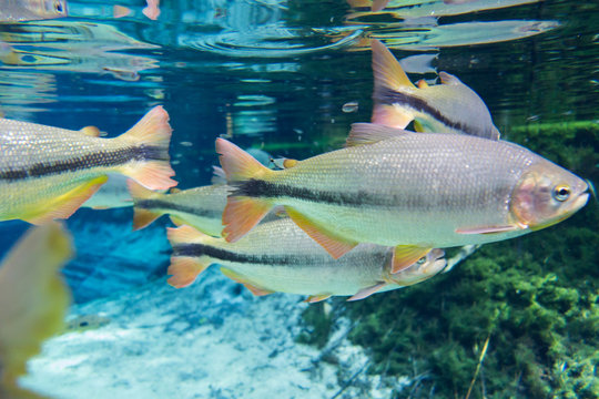 Diving at Salobra river with fishes piraputanga, piau, dourado a