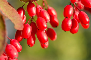 Red barberry berries on the tree