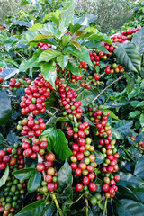 Coffee beans ripening on a tree.