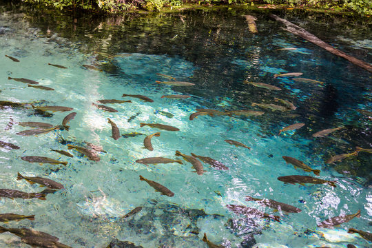 Source of the Salobra river with fishes piraputanga, piau, doura