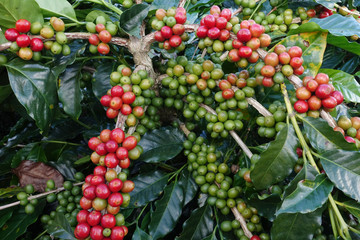 Coffee beans ripening on a tree.
