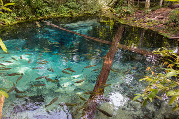 Source of the Salobra river with fishes piraputanga, piau, doura