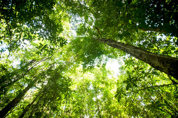 Fototapeta premium rain-forest trees