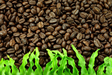 Roasted coffee beans