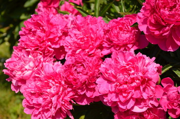 Many blooming summer pink peonies 