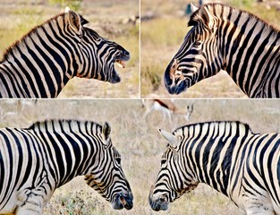 Collage of Zebras