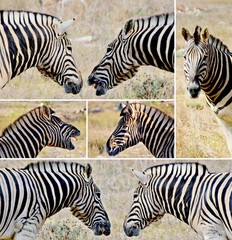 Fototapeta na wymiar Collage of Zebras