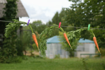 fresh crop of carrots