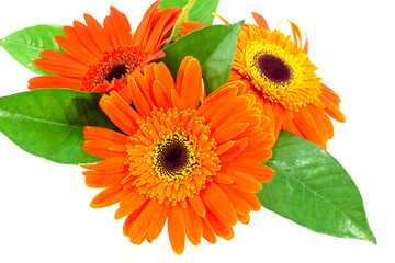 orange gerbera flower on white background