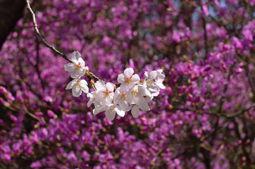 Japanese garden in spring, さくら　春、京都