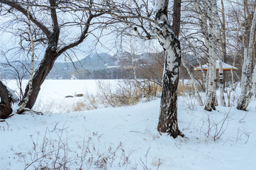 Birch and pine forest