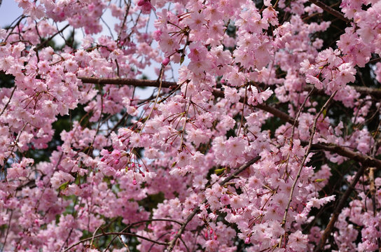 Japanese garden in spring, さくら　春、京都