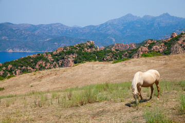 Horse grazing on coastal hills of Corsica in summer
