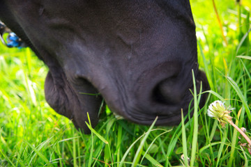 Black horse eating grass - 98759603