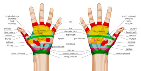 acupuncture hands scheme. - 98759830