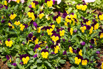Fototapeta premium Viola and yellow tricolor pansy, flower bed bloom in the garden.