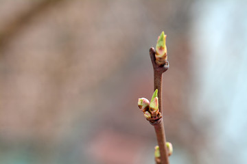 Early spring bud