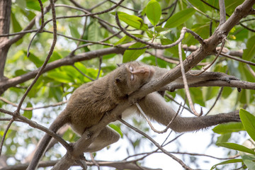 crab-eating macaque