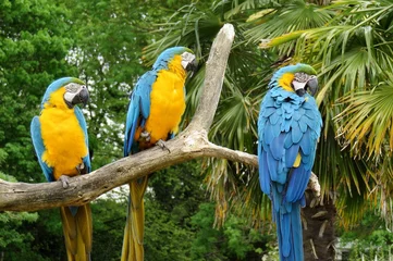 Photo sur Plexiglas Perroquet perroquets