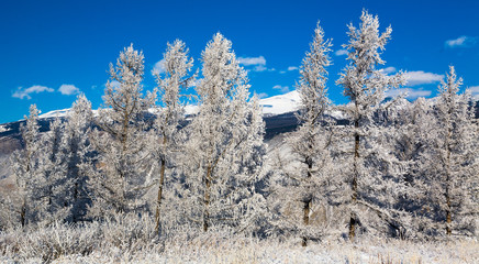 Beautiful winter landscape with snow covered trees. Russia. Altai. River Chulyshman