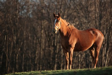 Fototapeta premium Horse on the background of the autumn forest