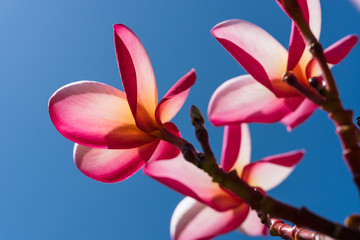 Pink Plumeria flower in sunny day