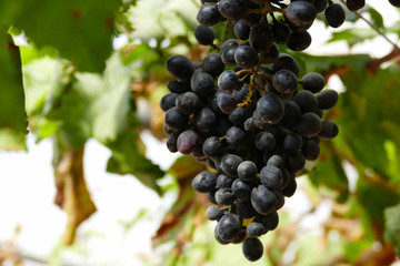 purple grape vine at the agricultural farm