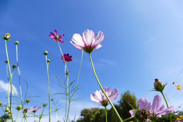Obraz na płótnie Canvas cosmos flower meadow with blue sky