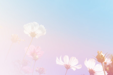 cosmos flower meadow with sky