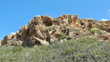 Fototapeta na wymiar Plant in a rock cavity, spring Cyprus