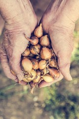 Senior hands holding onions.
