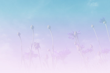 purple Cornflower with blue sky background