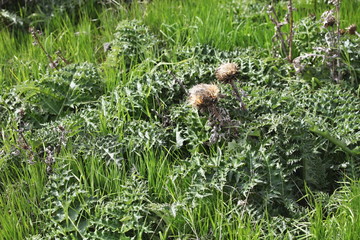 Plant in a rock cavity, spring Cyprus