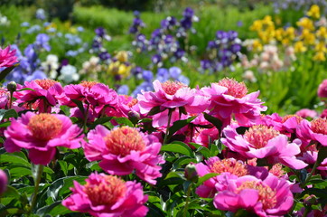Many beautiful peony flowers in the garden 