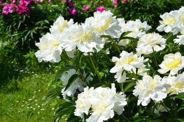 Beautiful peony flowers in summer 