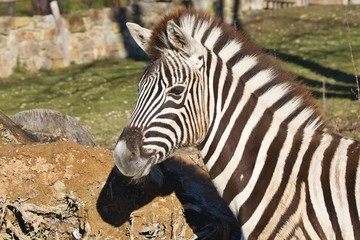 Fototapeta na wymiar Damara zebra, Equus burchelli antiquorum portrait