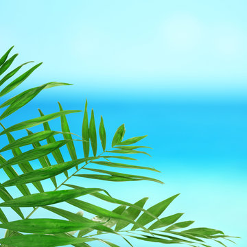 Green palm tree  on sea background