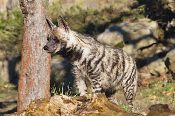 Striped Hyaena, Hyaena hyaena, watching nearby