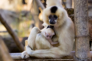 Gabriella's female gibbon, Nomascus gabriellae with baby