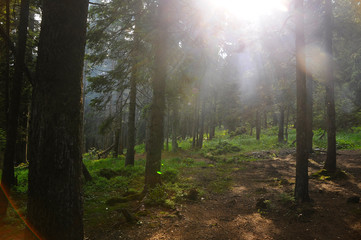 Fototapeta premium The sun in the forest