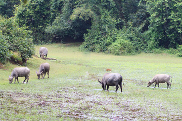 Naklejka na ściany i meble Water buffalo around the Banteay Kdei temple within the temple complex of Angkor, Siem Reap, Cambodia