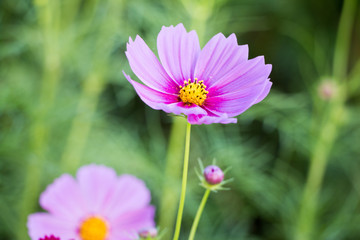 Obraz premium Beautiful Cosmos Flower field