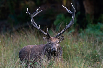Red Deer Stag (Cervus Elaphus)/Red Deer Stag in long grass at the edge of forest
